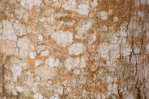 amazing natural beige wood texture