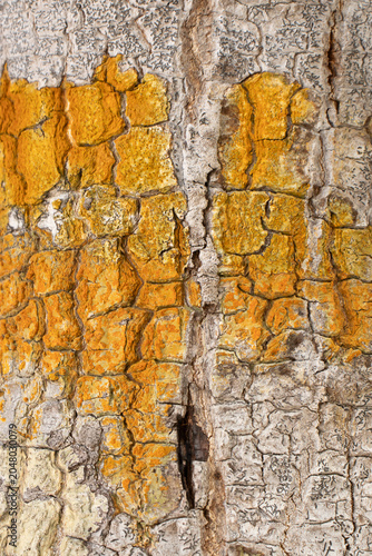 amazing natural beige wood texture