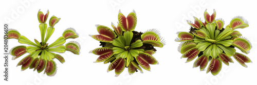 Photos Set or collection of predatory venus flytrap plant isolated on white transparent