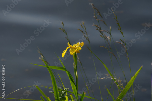 Sumpf-Schwertlilie mit gelber Blüte am Ufer des Rheins
