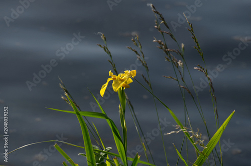 Sumpf-Schwertlilie mit gelber Blüte am Ufer des Rheins
