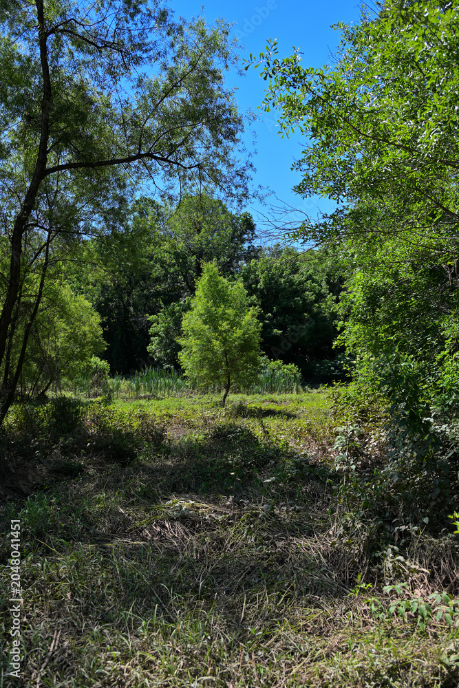 Fototapeta premium Young Green Tree Standing in a Sunlit Wetland Clearing