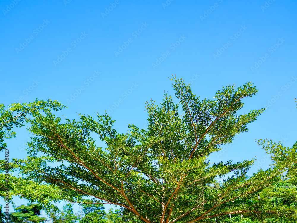 Fototapeta premium ⁠Low-angle view of delicate green tree branches under a vast and clear atmosphere