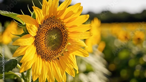 Close up shot of vibrant yellow sunflower blooming in open sunny field during daytime, natural beauty macro concept