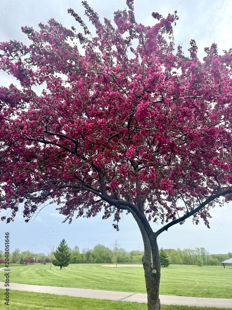 Fototapeta premium Blooms of a vibrant pink crabapple tree in a lush green public park under an overcast spring sky 