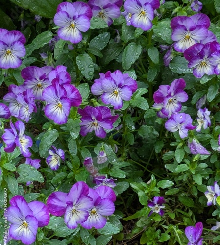 Fotografie Purple Violas in Full Bloom After Rain