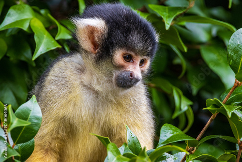 Canvas Print Squirrel Monkey sitting in a tree