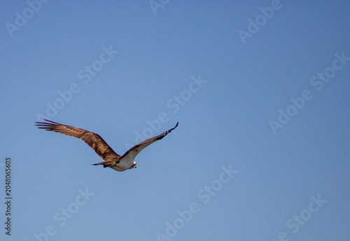 Bild auf Leinwand osprey in flight
