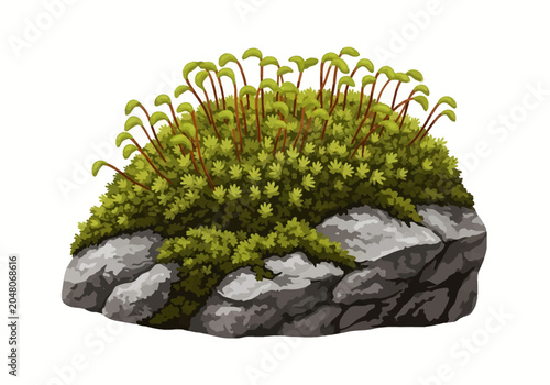 Botanical illustration of green moss bryophyta with sporophytes and capsules growing on a textured grey stone rock, isolated on white background for nature design.