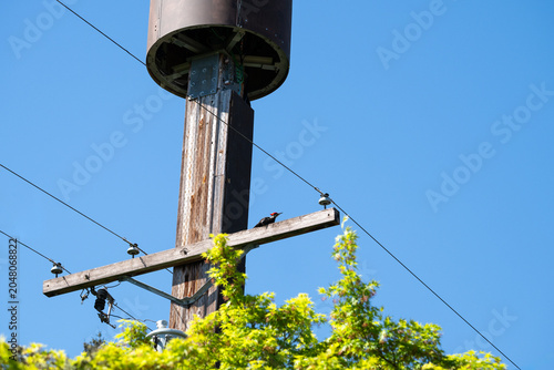 Konstfotografi Young male Pileated Woodpecker perched on wood utility pole crossbeam, watching
