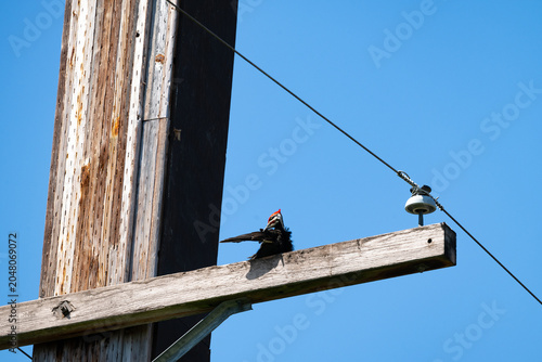 Canvastavla Young male Pileated Woodpecker perched on wood utility pole crossbeam, preening