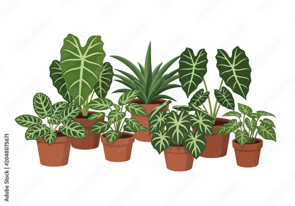 Obraz premium Flat vector illustration of various tropical houseplants including Alocasia, Calathea, and foliage plants in terracotta pots isolated on a white background for interior decoration.