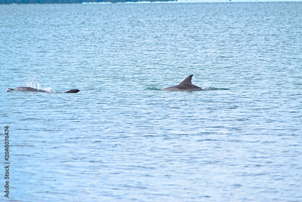 Fototapeta premium Two Dolphins Surfacing Together in Calm Light‑Blue Water