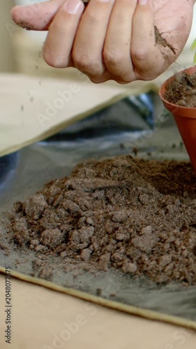 Vertical video: Seeing seedling to pot, person in tee sifting soil into pot, leveling pot at home