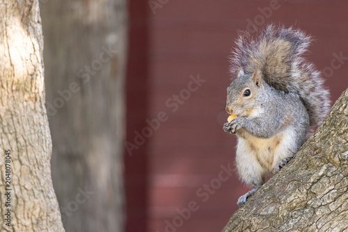 Gray squirrel is perching on right branch, holding and nibbling small yellow nut near red siding