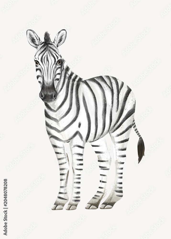 Fototapeta premium Zebra collage element, cute animal illustration