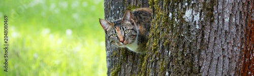 Tablou pe pânză Calico tabby cat sitting and looking out from the crook in a tree trunk, small p