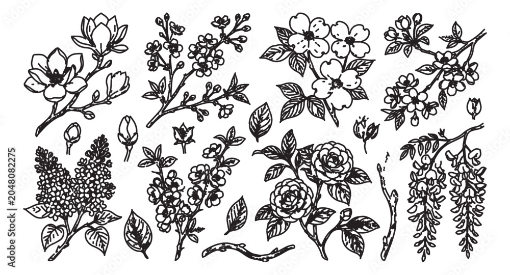 Fototapeta premium Vintage botanical sketches of spring flowers, hand drawn floral line art vector set, black and white garden blossoms for wedding invitations