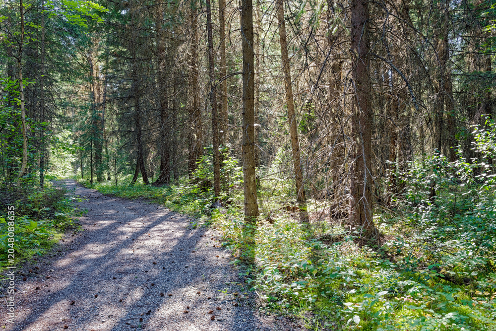Obraz premium Long shadows of trees fall on a hiking trail in a backlit forest at Sisters Creek Recreation Site, British Columbia, Canada