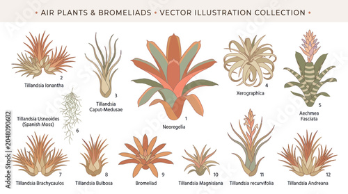 Foto Vintage style vector illustration of air plants and bromeliads.