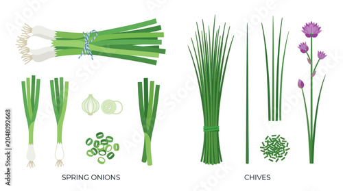 Εκτύπωση καμβά Fresh spring onions and green chives botanical illustration set.