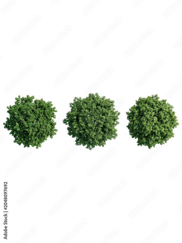 Fototapeta premium Three green bushy topiaries lined up on a plain white background