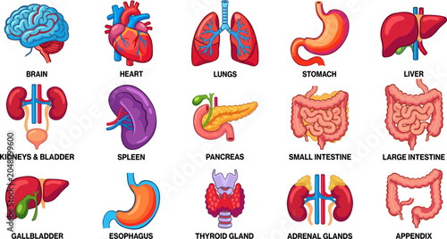 Human internal organs and glands icons anatomy medical collection set