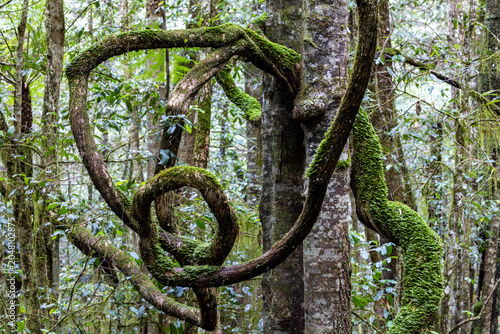 Twisted branches of rainforest trees