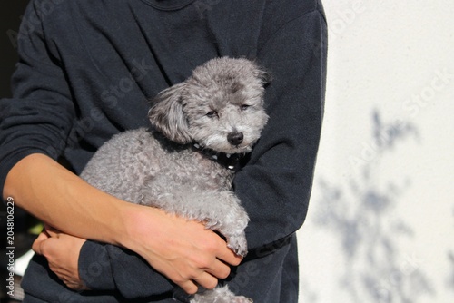 Photos プードル　抱っこされているプードル　トイプードル　シルバー　リラックスした犬