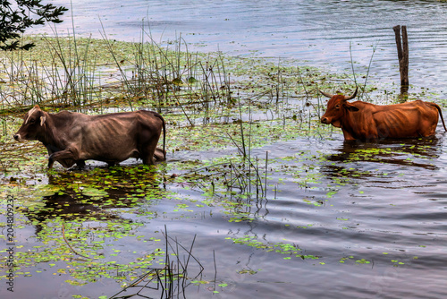 Obraz na płótnie Domestic cattle herd swimming across deep river during seasonal pastoral migrati