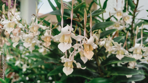 Quadro su tela Beautiful white orchid flowers blooming in a garden