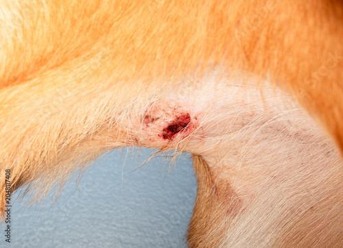Quadro su tela Puncture wound on dog belly