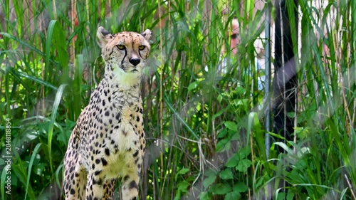 A cheetah standing among tall grasses in an enclosure.