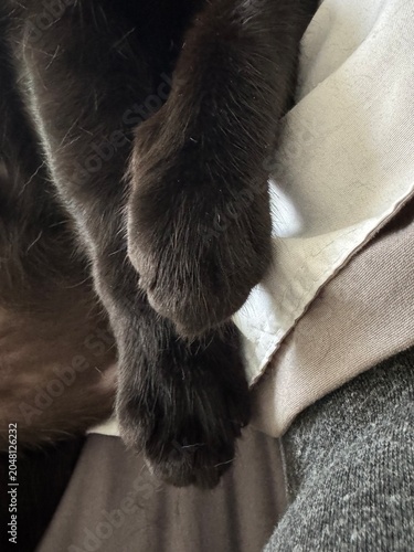 Paws