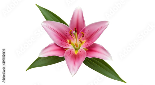 Pink lily flower with green leaves and yellow center close up