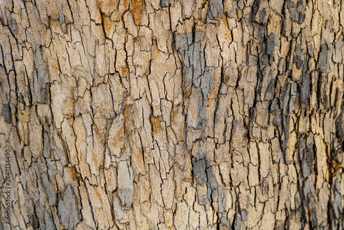 Foto Heavily weathered and cracked texture of old tree bark