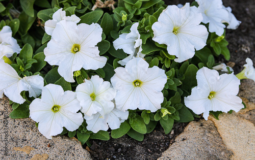 Bunch of elegant, exotic white flowers with soft ambient details, minimalist design.