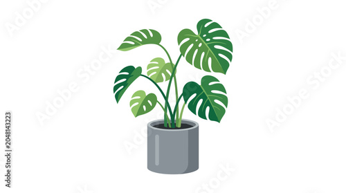 Foto Monstera Deliciosa Plant in Pot.