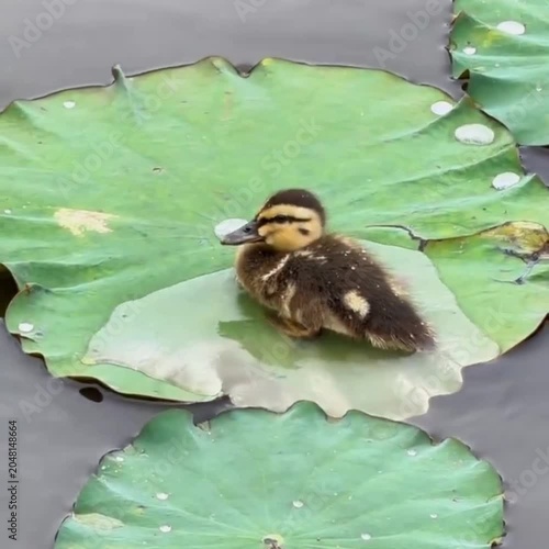 duck in the pond