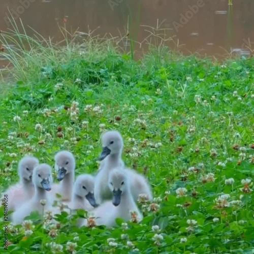 two little ducks