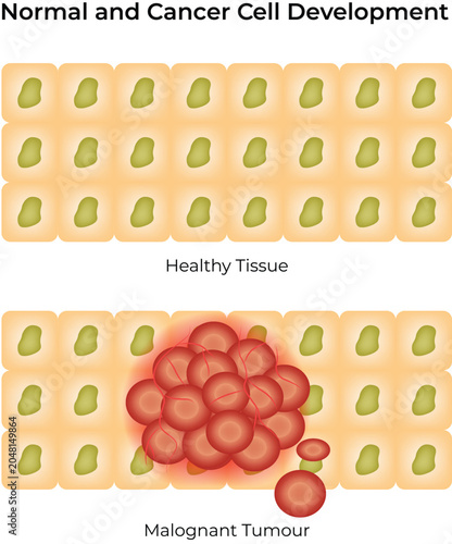 Normal and Cancer Cell Development Illustration