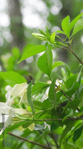 一重のクチナシの花と蜜を求めて飛び回るクマバチ