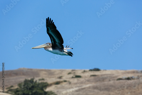 Photos Close up of pelican fling along coast