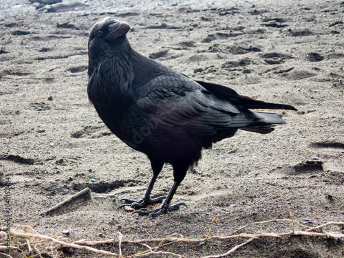 Fotografija closeup of black raven on sandy beach with head cocked looking  curiously at the