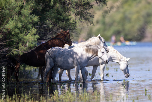 Slika na platnu A band of white wild Salt River mustangs cooling off and drinking at the water's