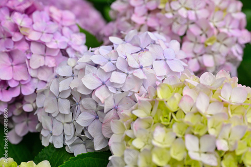 雨に濡れた紫陽花