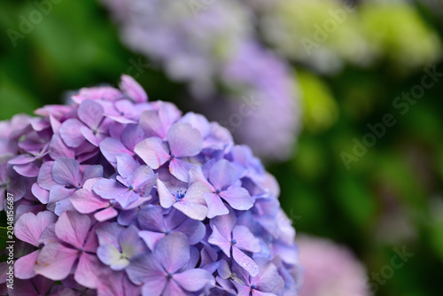 雨に濡れた紫陽花