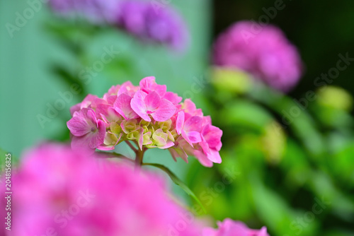 雨に濡れた紫陽花