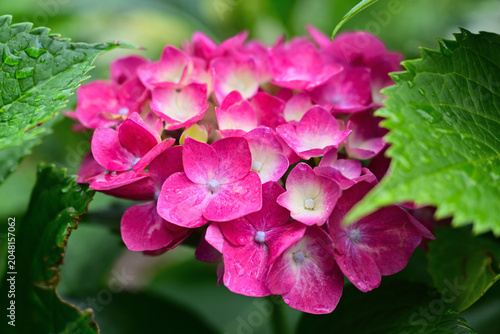 雨に濡れた紫陽花