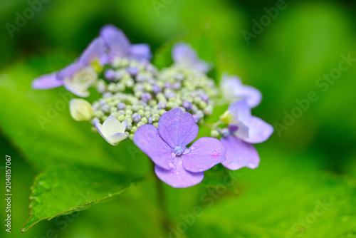 雨に濡れた紫陽花